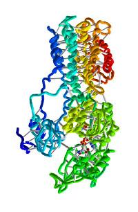Color-coded ATPase-2 crystal structure as a 3D ribbon model